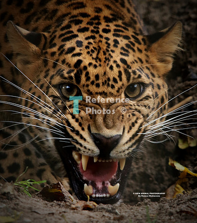 1 Sri Lanka leopard IMG_0029