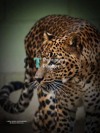 1 Sri lanka leopard IMG_0460