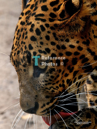 Sri lanka leopard IMG_0085