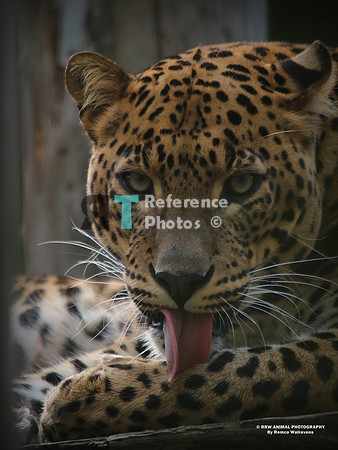 Sri Lanka leopard IMG_0485