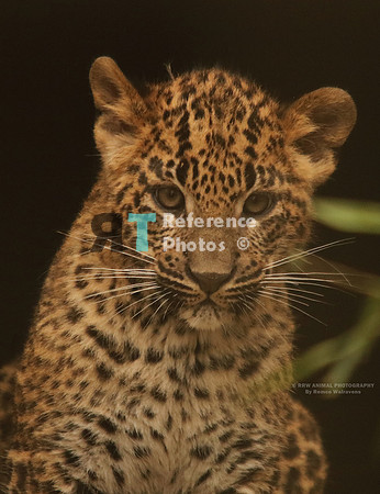 Sri lanka leopard cub IMG_0065