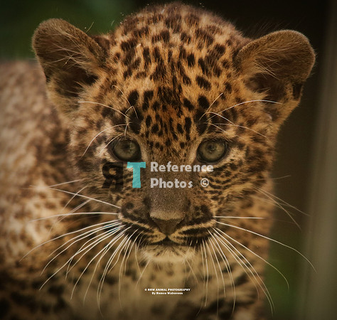sri lanka leopard cub IMG_0397