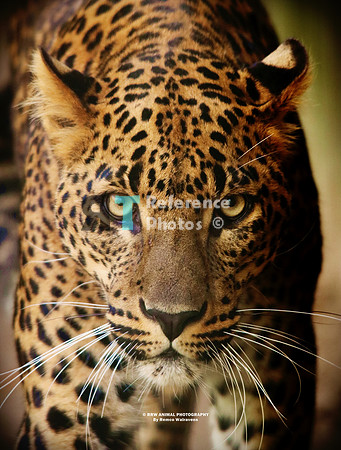 sri lanka leopard IMG_0203