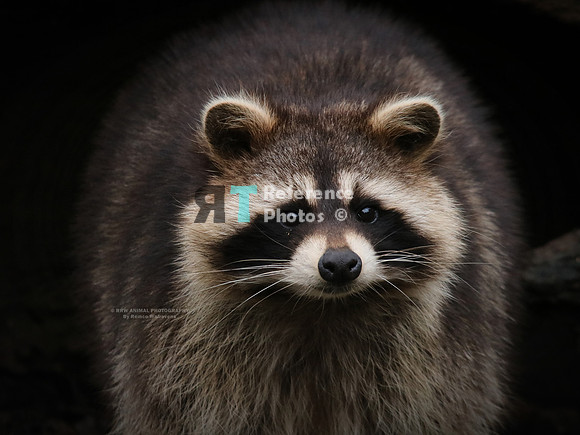 Raccoon