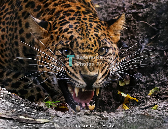 Hissing Sri lankan leopard