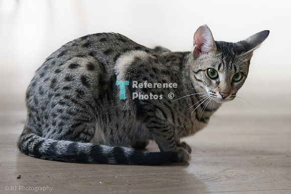 Savannah Cat 'Gaia' of Cattey Savval