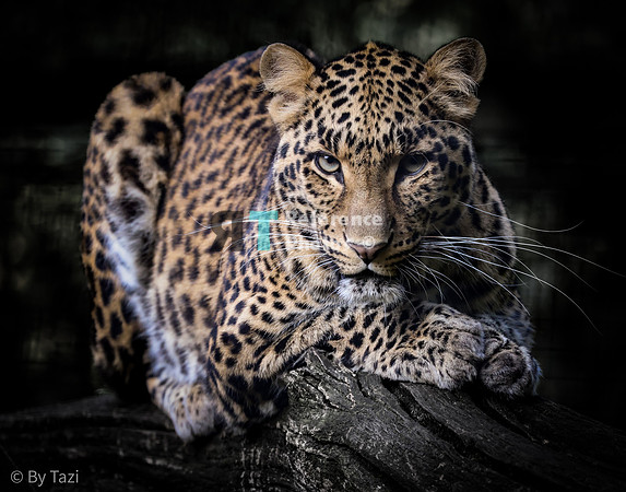 (pp) Leopard