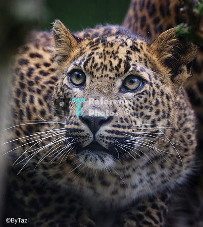 Juvenile Srilankan leopard