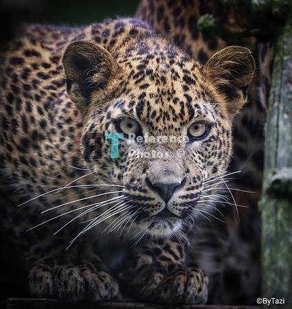 Juvenile Srilankan leopard