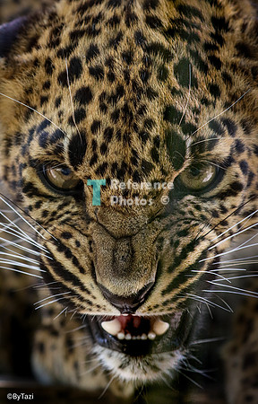 Sri lanka leopard hissing (Note: partly grainy and less detailed due to fence blur)