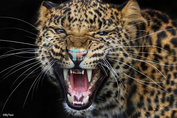 Hissing juvenile leopard