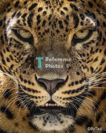 Sri lanka leopard close up