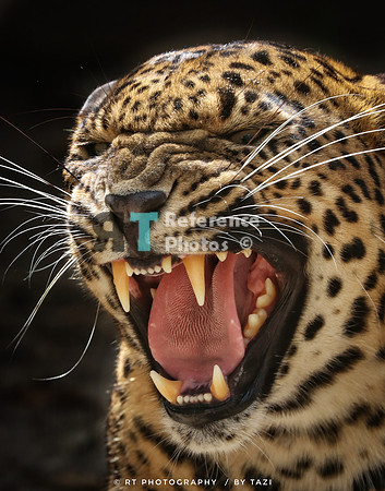 Sri lanka leopard hissing