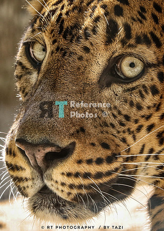 Sri lanka leopard