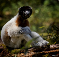 Crowned Sifaka (Slightly grainy on the eyes)
