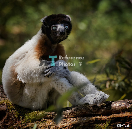 Crowned Sifaka (Slightly grainy on the eyes)