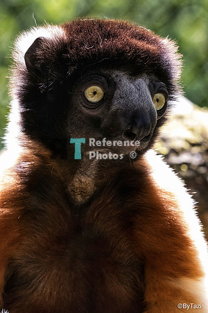 Crowned Sifaka