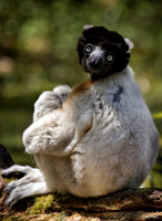 Crowned Sifaka (Slightly grainy on the eyes)