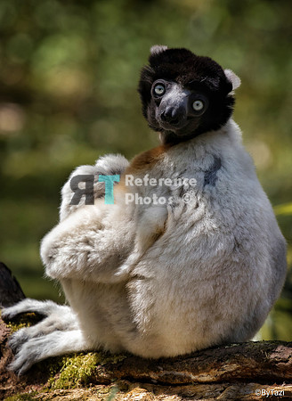 Crowned Sifaka (Slightly grainy on the eyes)