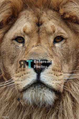 Lion face