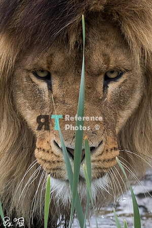 African lion face with grass