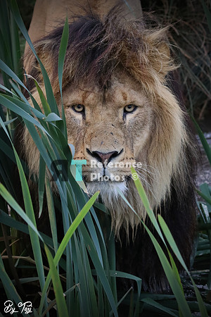 Lion in grass