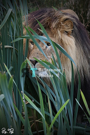 Lion in grass