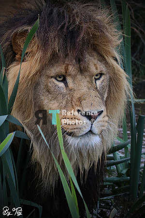 Lion in grass
