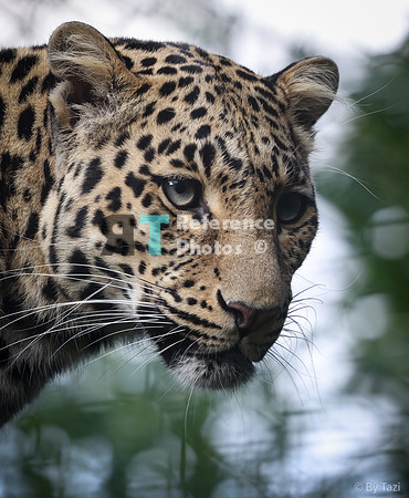 (pp) Leopard