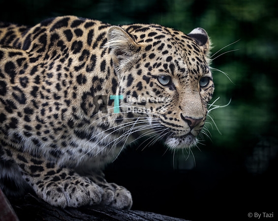 (pp) Leopard