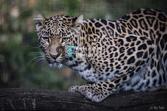 (pp) Leopard