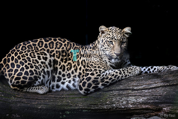 (pp) Leopard