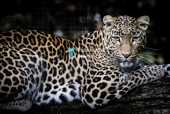 (pp) Leopard
