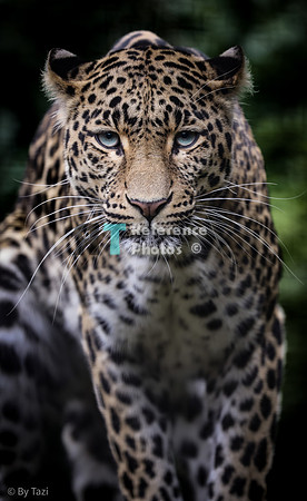 (pp) Leopard (full image)