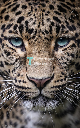 (pp) Leopard (crop, turquoise eye edit)