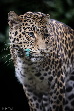 Leopard