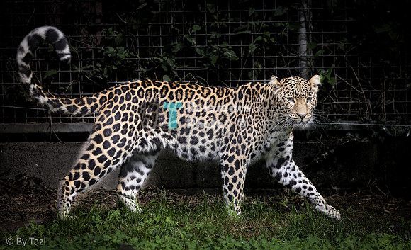 Leopard