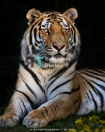 Amur tiger