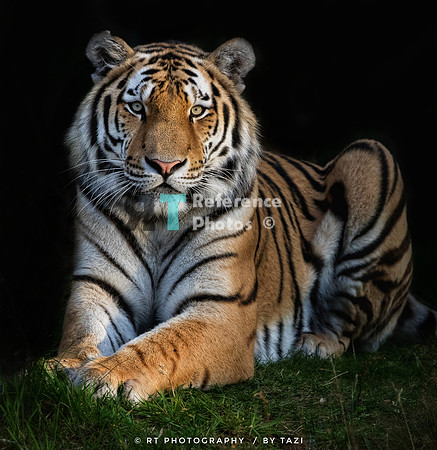 Amur Tiger