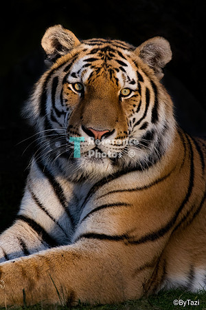 Amur Tiger