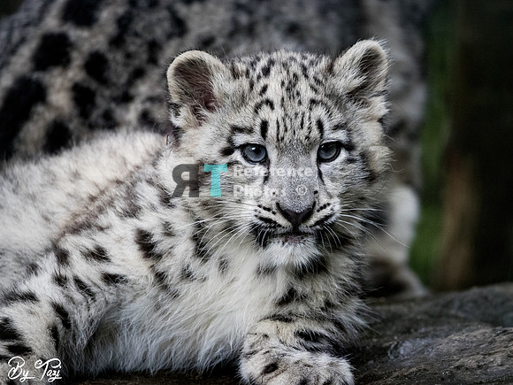 Snow Leopard cub