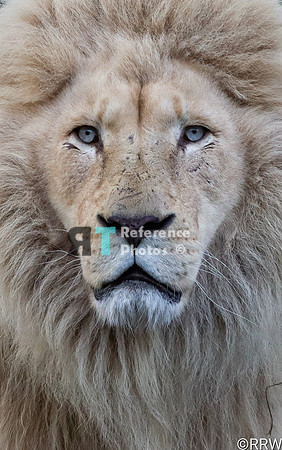 White lion close up