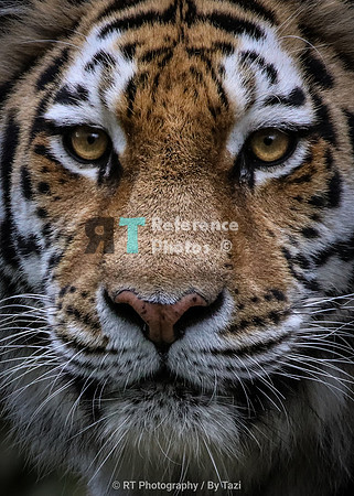Amur tiger portrait (close op crop)