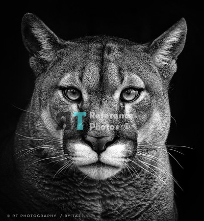 Puma portrait B&W (also available in colour)