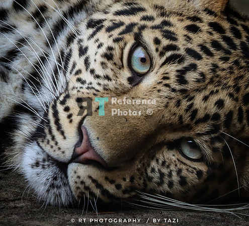 leopard lying down