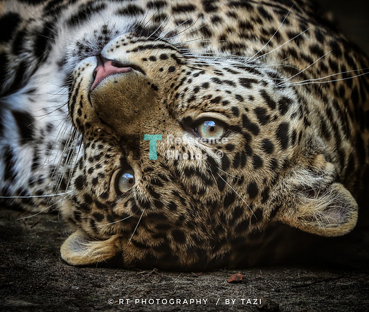 Leopard rolling