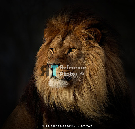 Lion in evening sun (2021 edit)