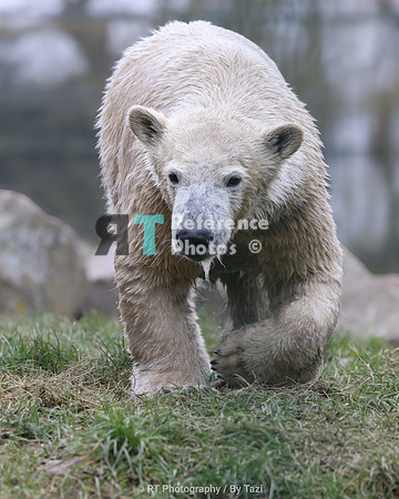 Juvenile polar bear