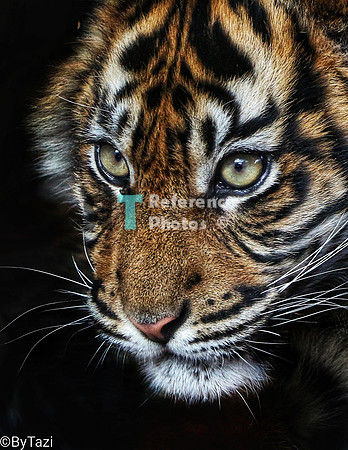 Sumatran tiger cub
