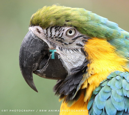 Blue and yellow macaw